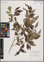 Foto von Salix fragilis L.